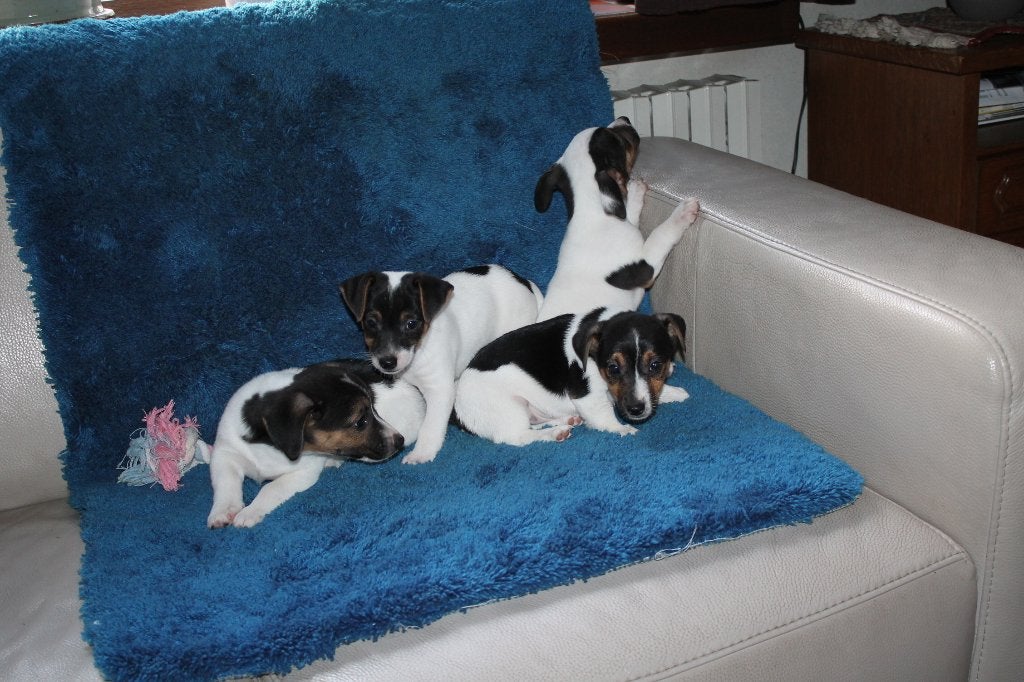 chiots Jack Russell, Maladie de Carré (chiens), Belgique, 8 à 15 semaines, Plusieurs