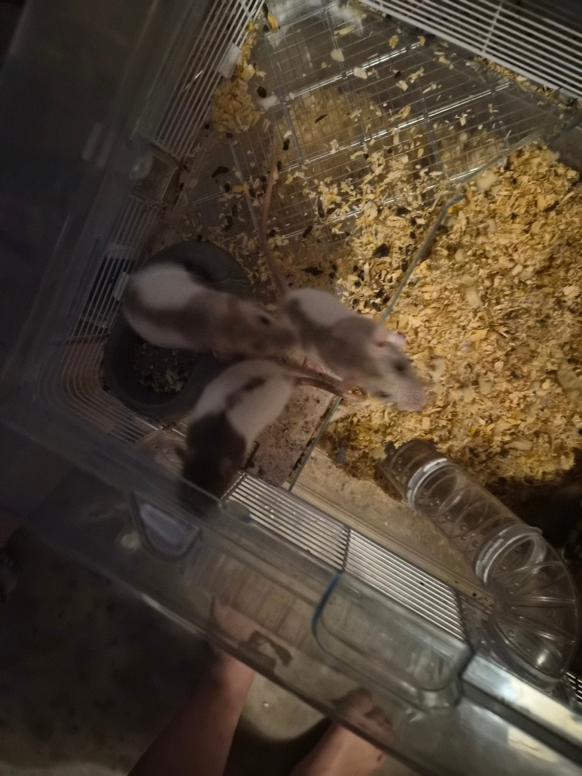 3 ratten + kooi, Februari, Tam