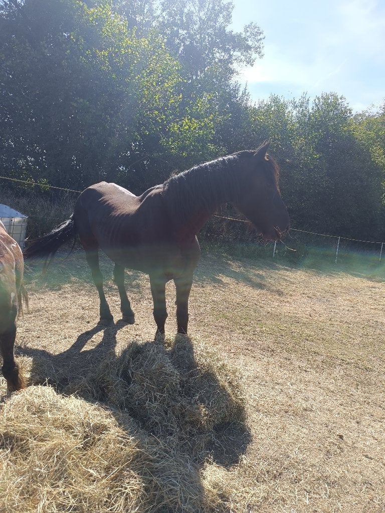 Jument frisonne, Avec pedigree, 11 ans ou plus, 165 à 170 cm, Cheval de récréation