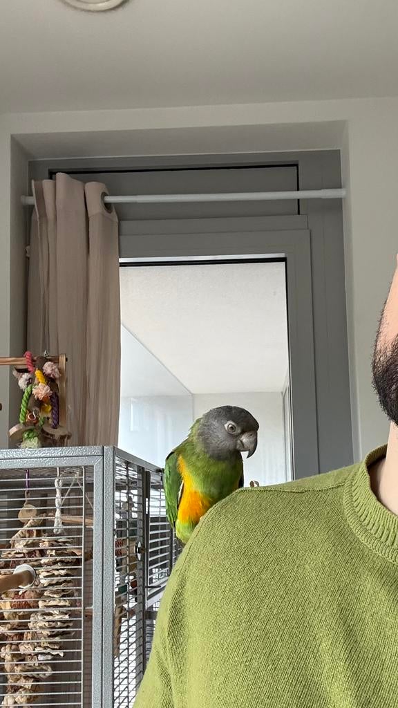 Mannelijke Senegalese papegaai Young, Dieren en Toebehoren, Vogels | Parkieten en Papegaaien, Mannelijk, Papegaai, Tam