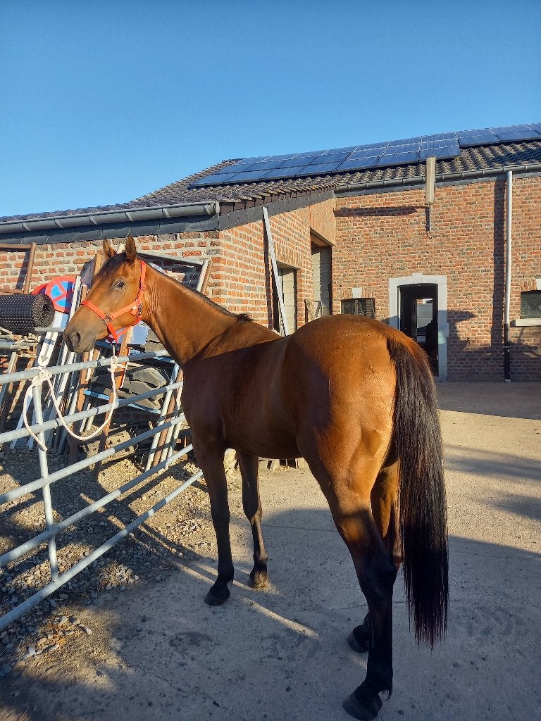 Hongre, Dieren en Toebehoren, Paarden, Met stamboom, Ruin, 0 tot 2 jaar, Zadelmak