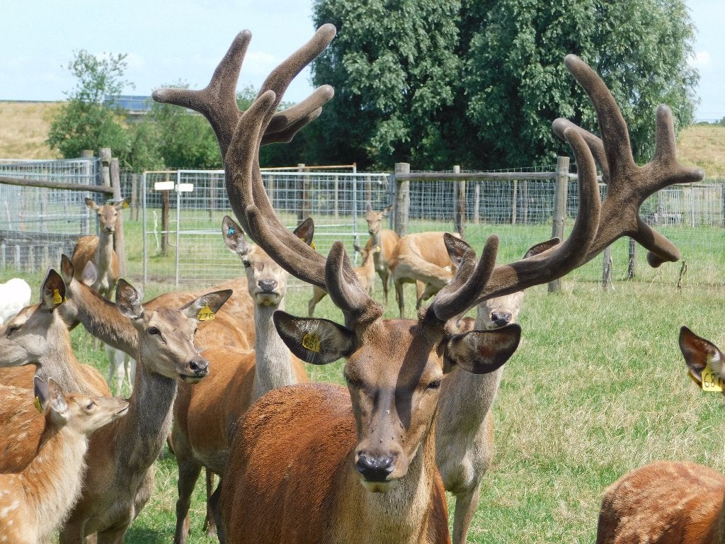 edelhert, Animaux & Accessoires, Animaux Autre, Mai, Mâle