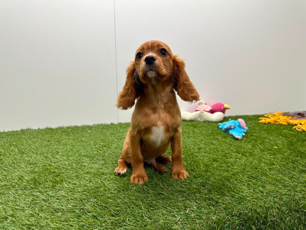 Cavalier King Charles Spaniel pups