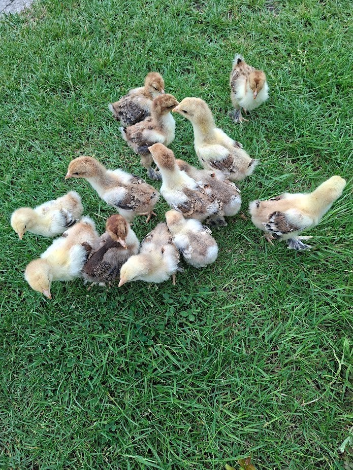 poussins en porcelaine Brahma, Animaux & Accessoires, Volatiles, Poule ou poulet, Sexe inconnu