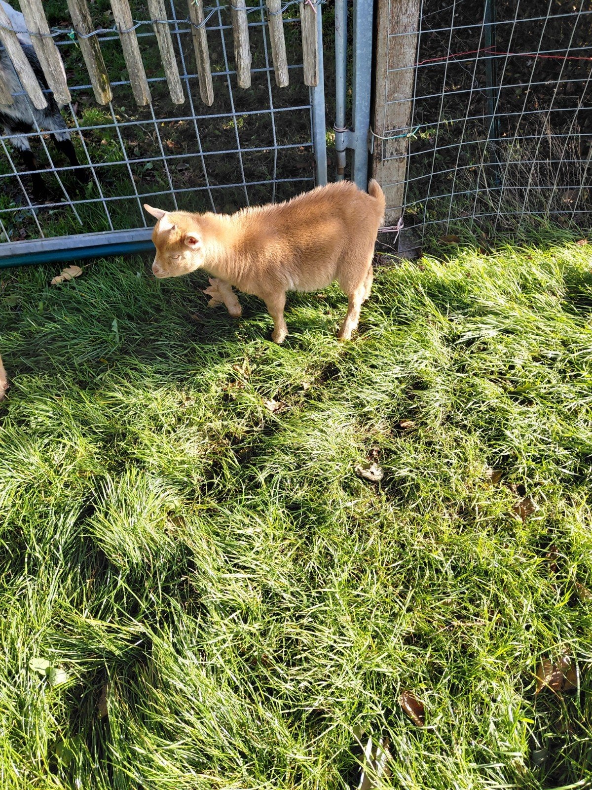 dwerggeitjes, Dieren en Toebehoren