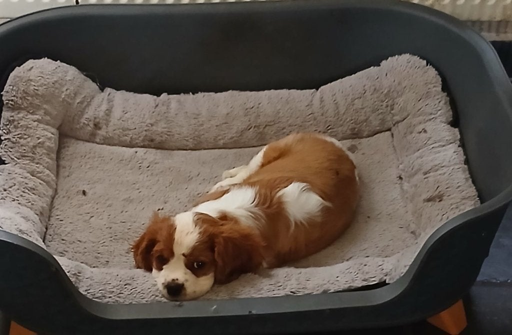 cavalier king charles (teefje), Dieren en Toebehoren, Honden | Retrievers, Spaniëls en Waterhonden, Teef, Spaniël, Particulier