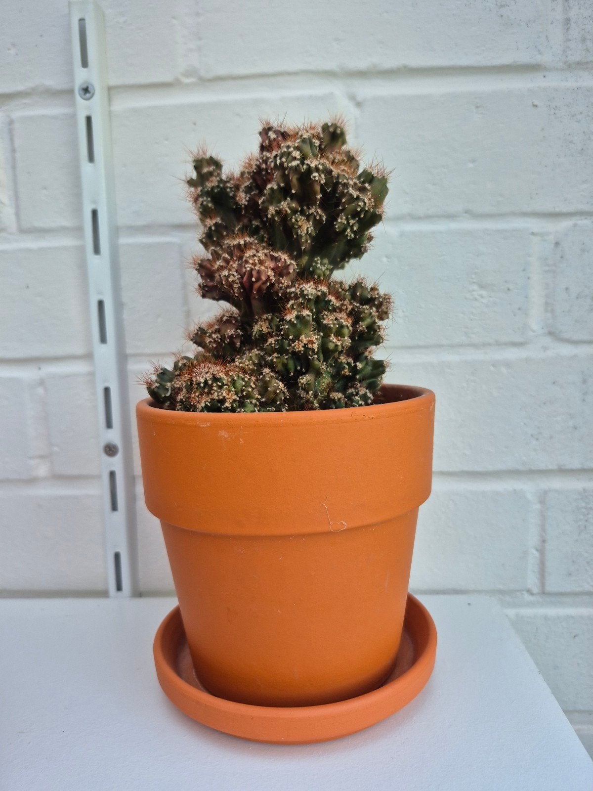 cactus, Tuin en Terras, Ophalen