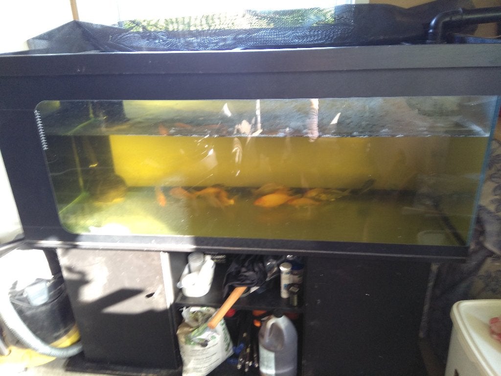 Aquarium 520 L, Enlèvement
