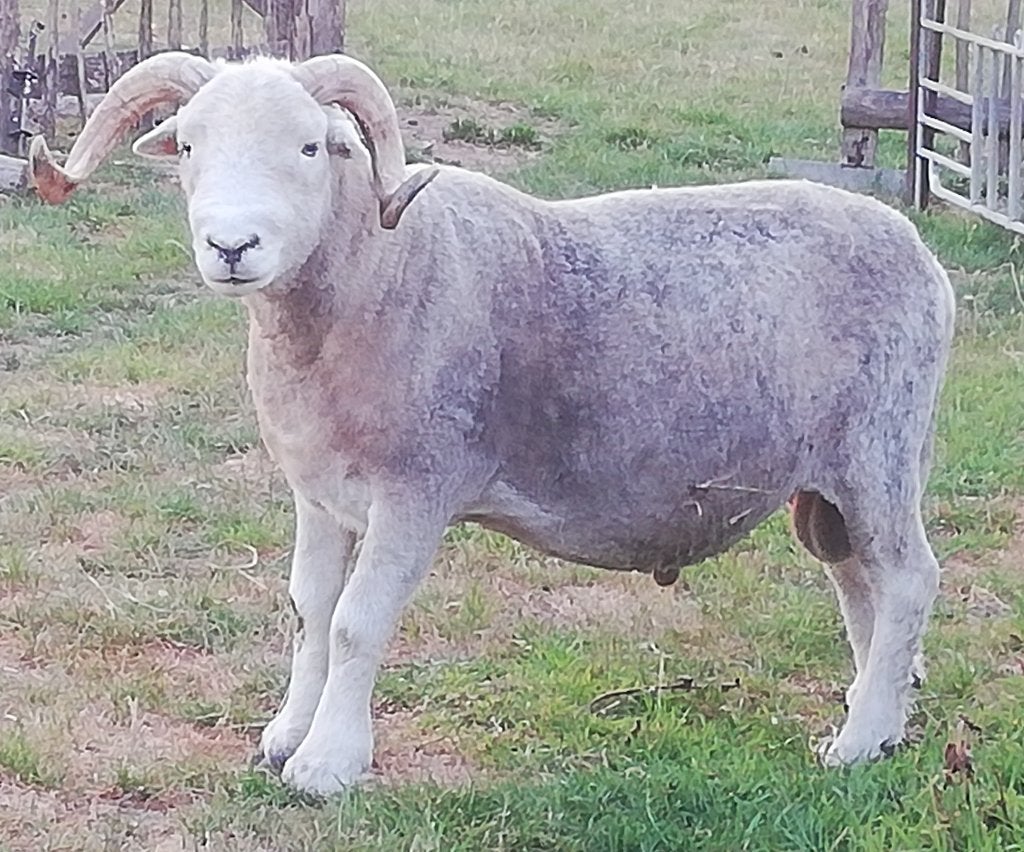 Prachtige Herdwickram, Dieren en Toebehoren, Mannelijk, Schaap, 3 tot 5 jaar