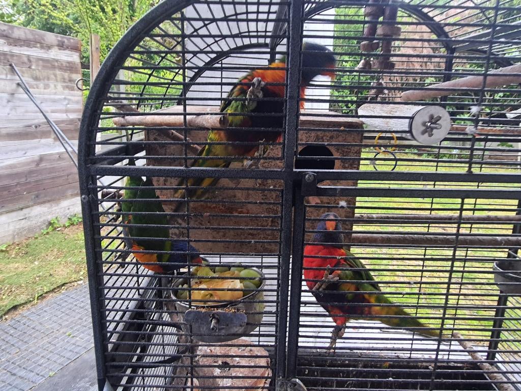 Lori van blauwe bergen, Dieren en Toebehoren, Meerdere dieren, Papegaai