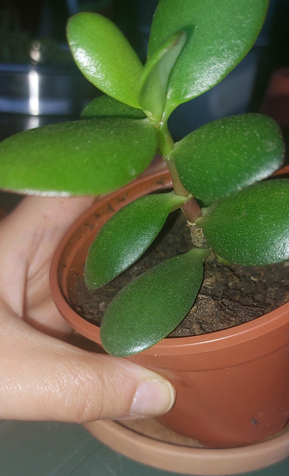 2 stuks Mooie Jadeplanten / Geldboompjes (Crassula ovata), Plante succulente, En pot, Moins de 100 cm, Enlèvement