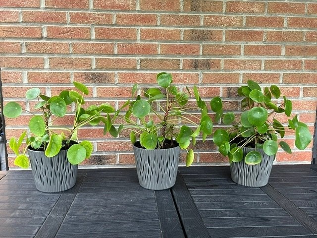 Pannenkoekenplant - Pilea Peperomdioides, Maison & Meubles, Autres espèces, En pot, Plein soleil, Moins de 100 cm