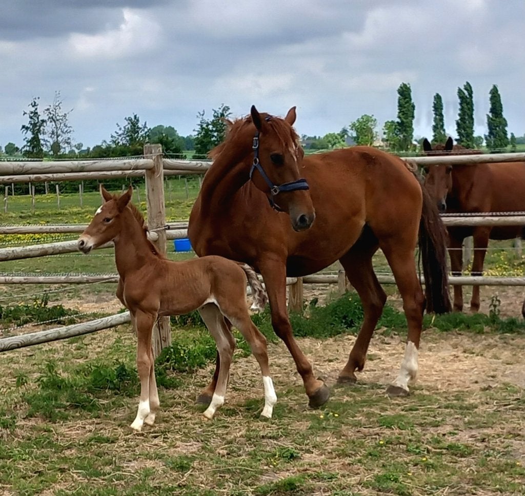 fokmerries, Dieren en Toebehoren, Merrie, Z, Met stamboom