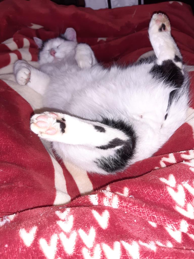 Zelfreinigende kattenbak gevraagd., Dieren en Toebehoren, Kattenbakken, Ophalen
