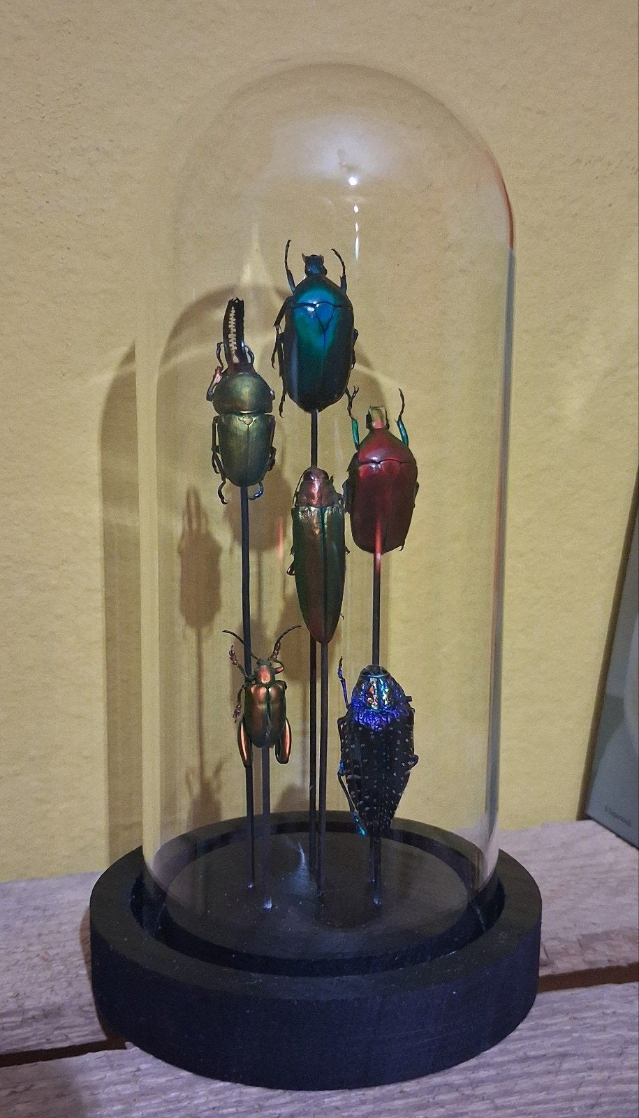 cloche en verre 6 coleopteres ENTOMOLOGIE cabinet curiositè, Antiquités & Art, Enlèvement