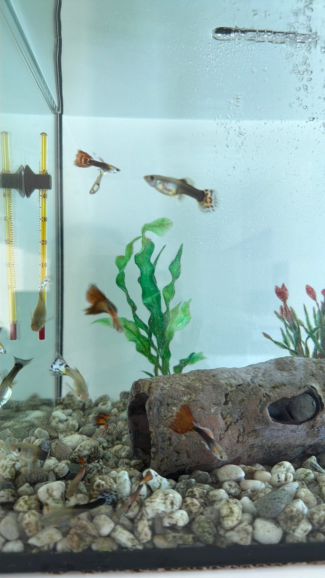 Guppy’s aan 50 cent, Dieren en Toebehoren