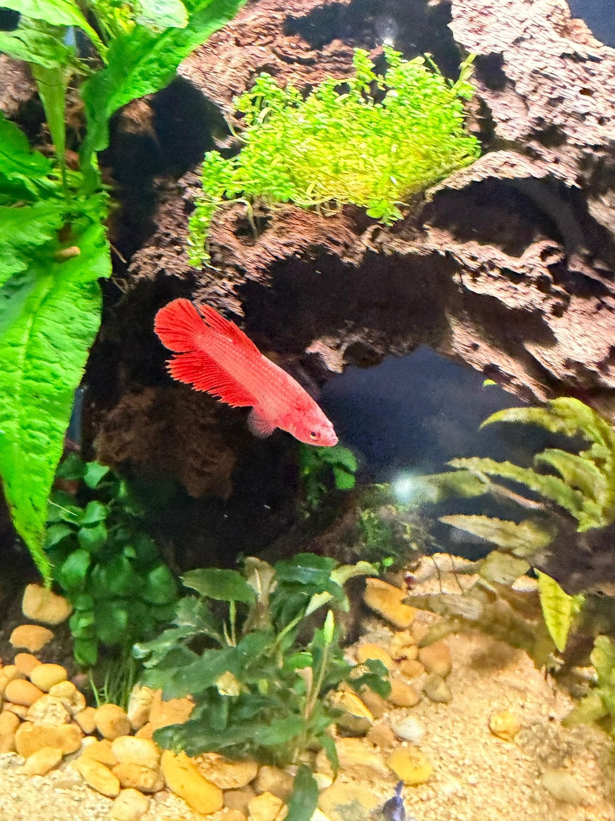 4 Betta Female, Animaux & Accessoires