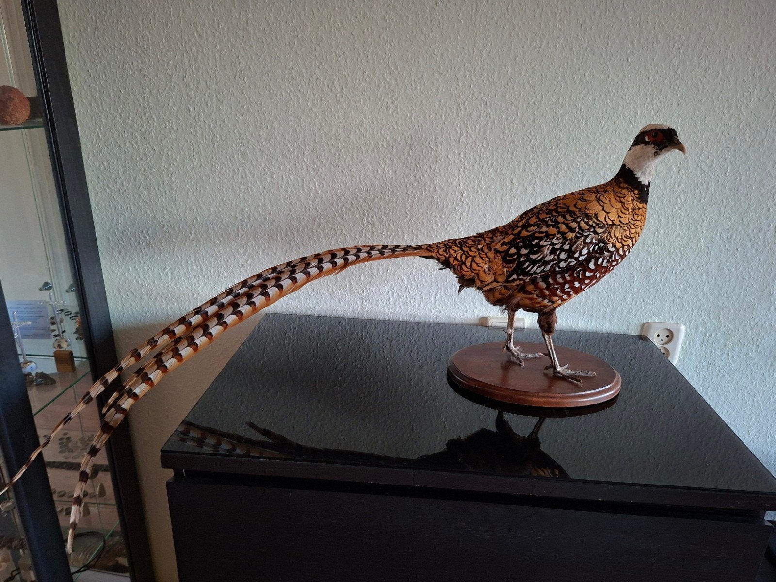 Opgezette Koningsfazant vogel taxidermie fazant, Verzamelen, Ophalen of Verzenden, Vogel