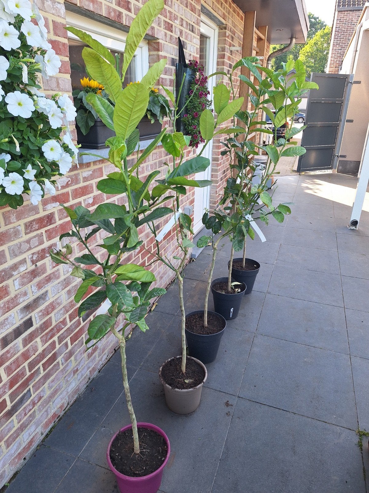 Citroenbomen - Citrus - Citroenboom, Tuin en Terras, Ophalen