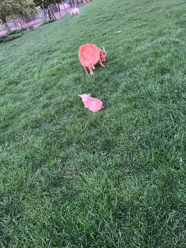 Geiten bokje te koop