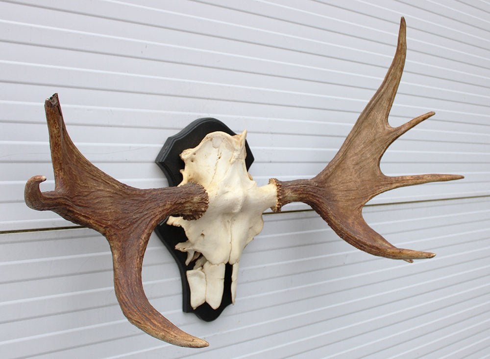 Opruiming: SCANDINAVISCH ELAND GEWEI OP SCHILD (ref. BOC), Ophalen, Gebruikt, Hert, Gewei of Kop