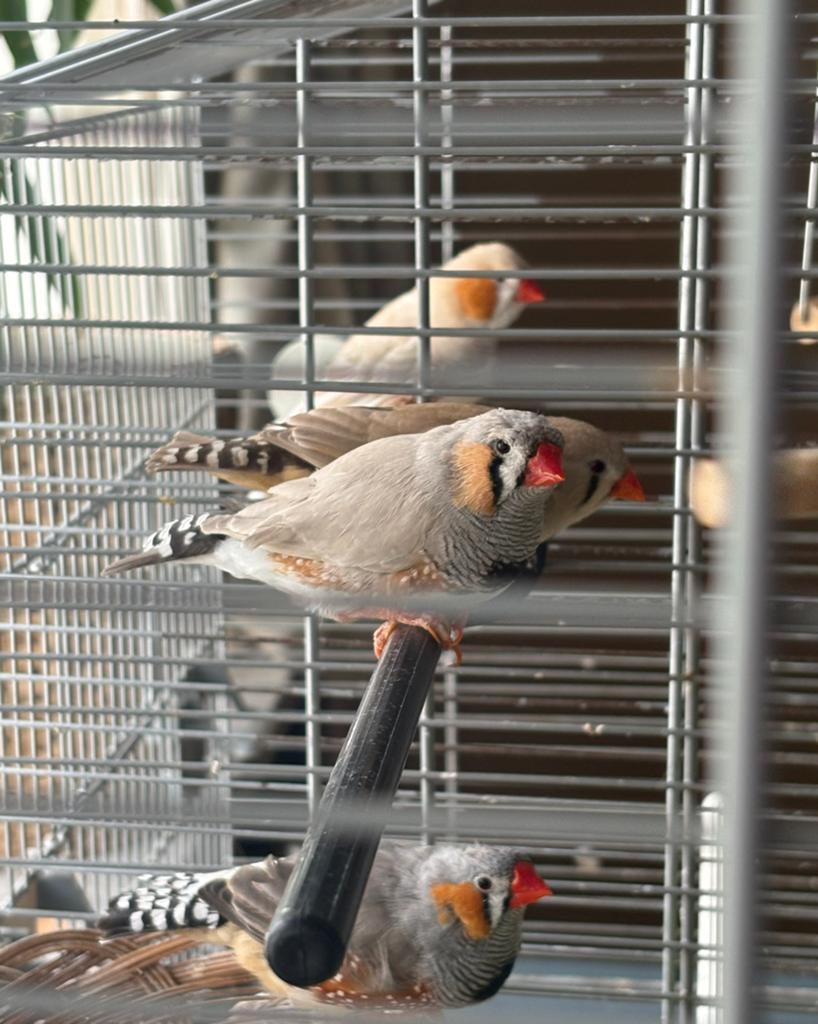 4 zebravinken zoeken goed thuis in de omgeving, Meerdere dieren, Tropenvogel