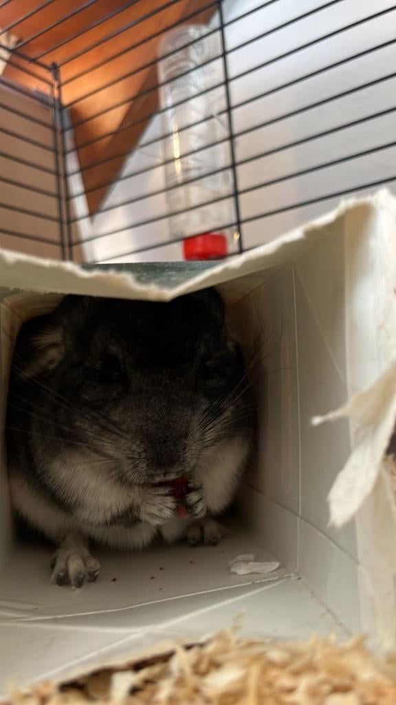 Chinchilla, Dieren en Toebehoren, Chinchilla, Mannelijk, Januari, Tam