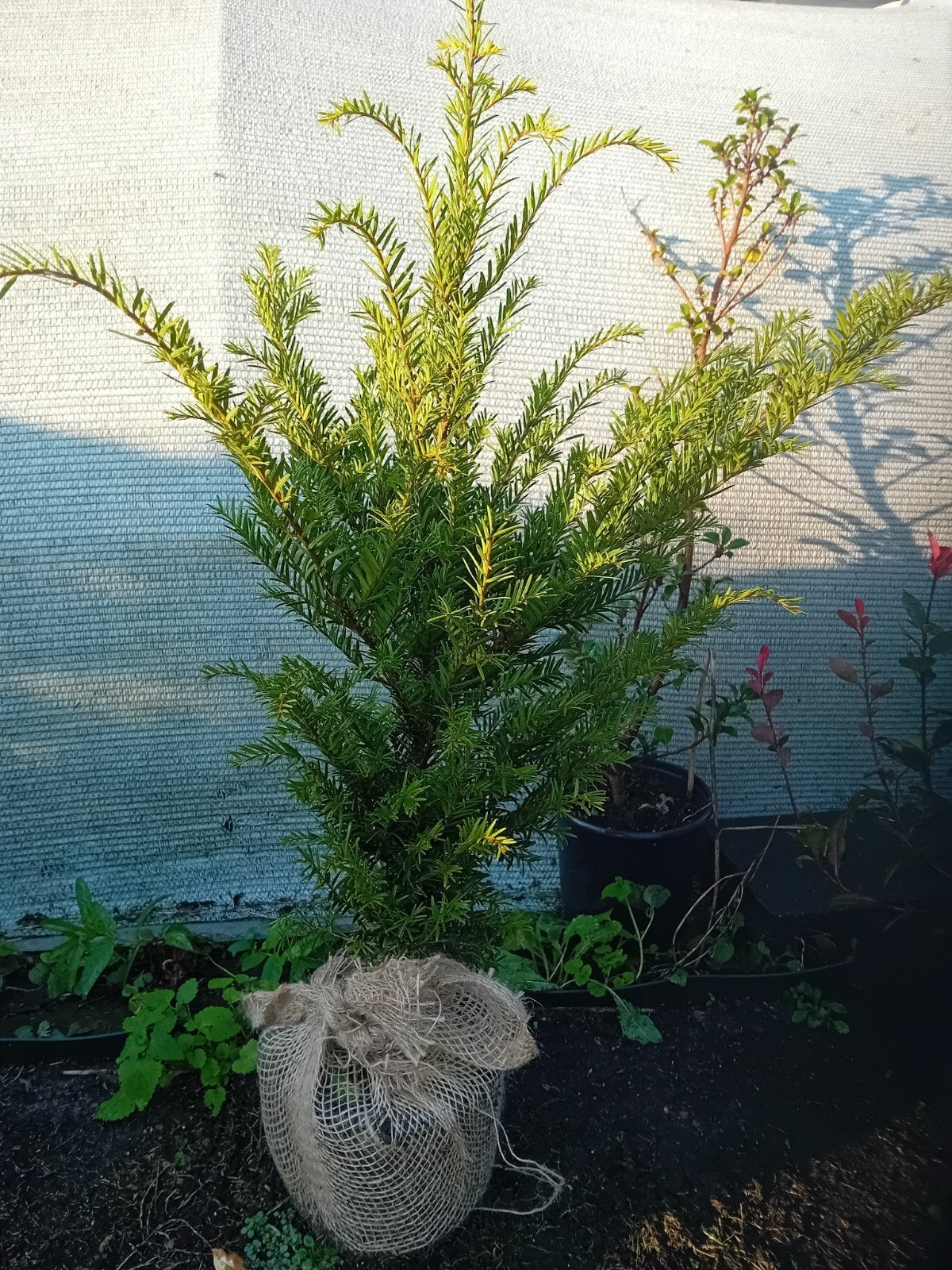 Taxus Haagplanten, Ophalen, Taxus