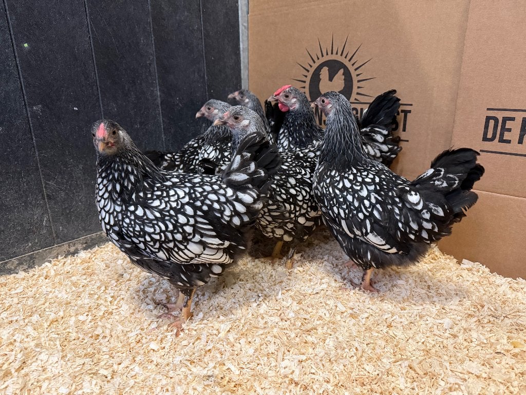 Jonge Wyandotte kriel Zilver Zwart gezoomd gesekst +ingeënt, Dieren en Toebehoren, Pluimvee, Vrouwelijk, Kip