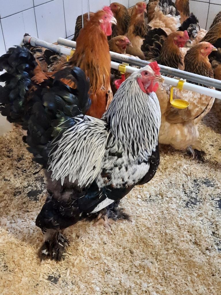 Brahma, Dieren en Toebehoren, Meerdere dieren, Kip