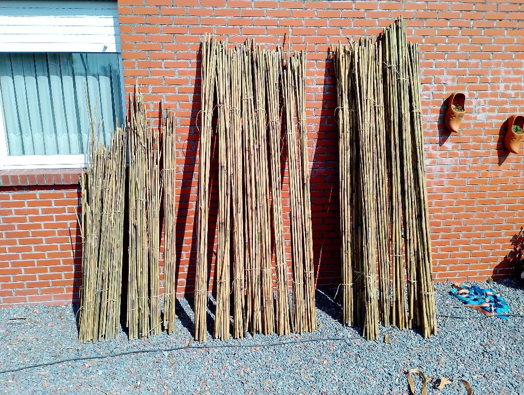 Bamboestokken, Ophalen, Bloeit niet, Overige soorten