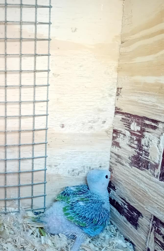 Alexander parkieten, Dieren en Toebehoren, Vogels | Parkieten en Papegaaien, Meerdere dieren, Parkiet, Geringd