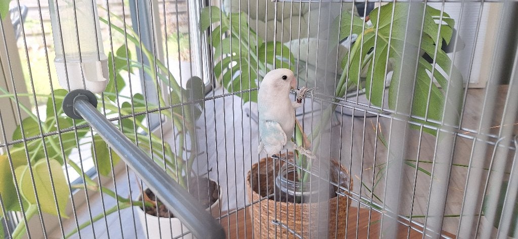 Dwergpapegaai, Dieren en Toebehoren