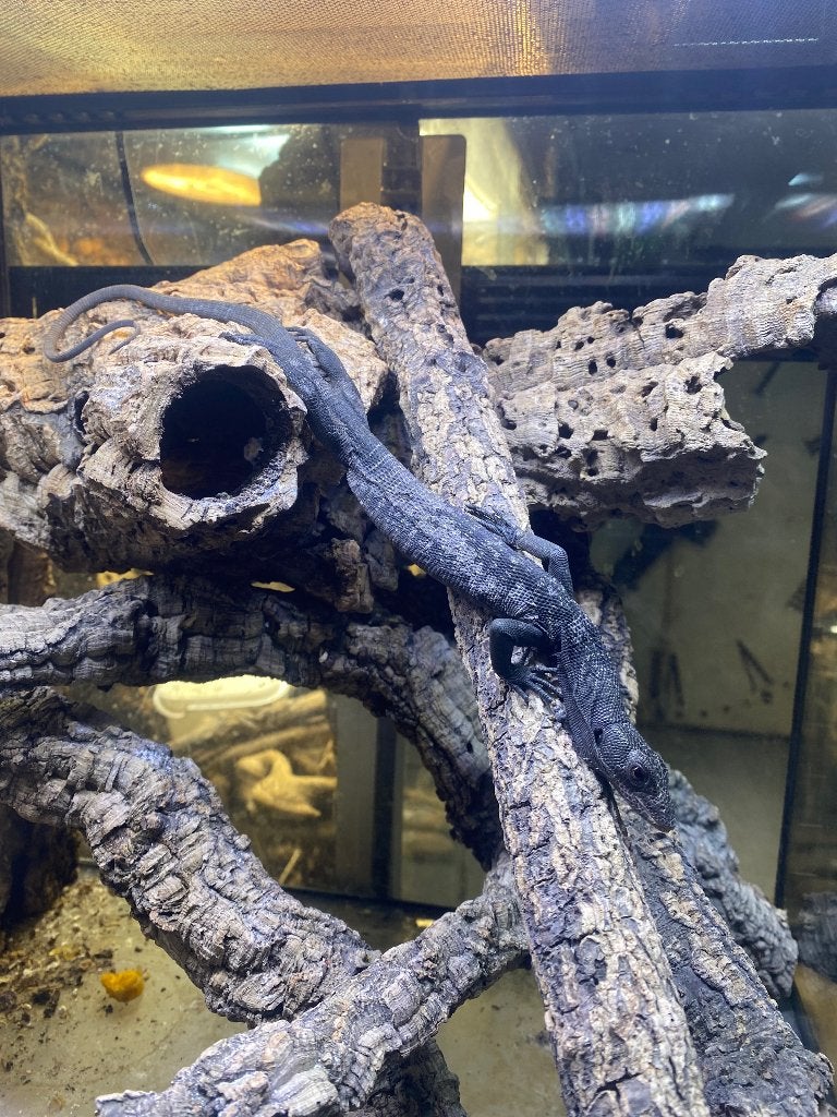 Varanus beccari, Lézard, Domestique, 0 à 2 ans