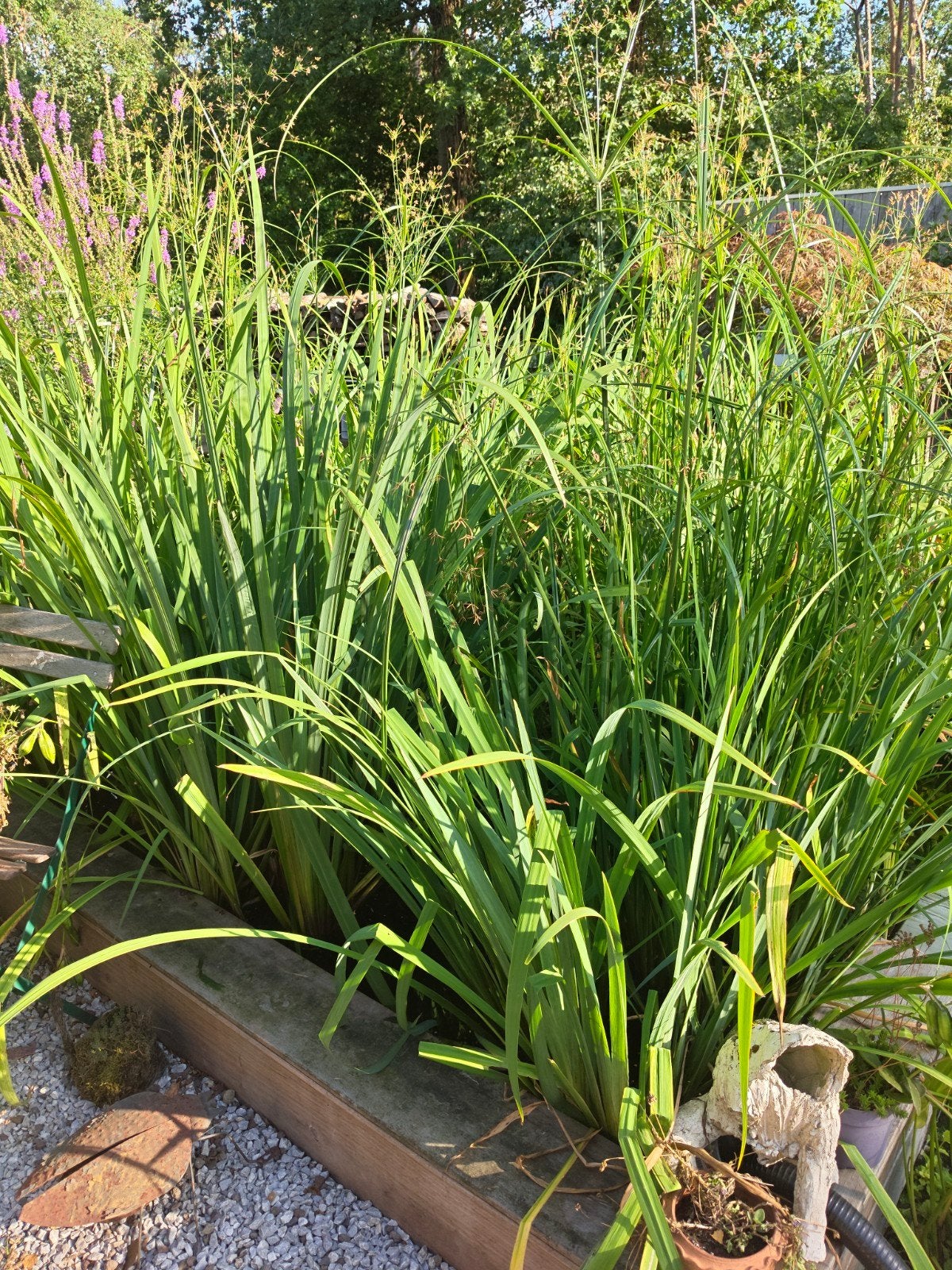 gele lis, lisdodde ,water zuiverend, Ophalen, Lente, Vaste plant