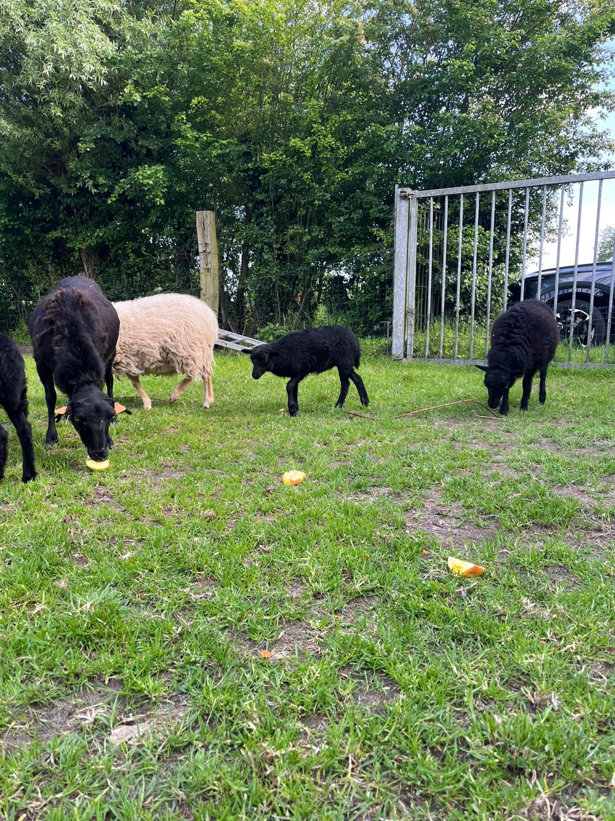 Moeder ooi met tweeling ooien, Dieren en Toebehoren, Schapen, Geiten en Varkens