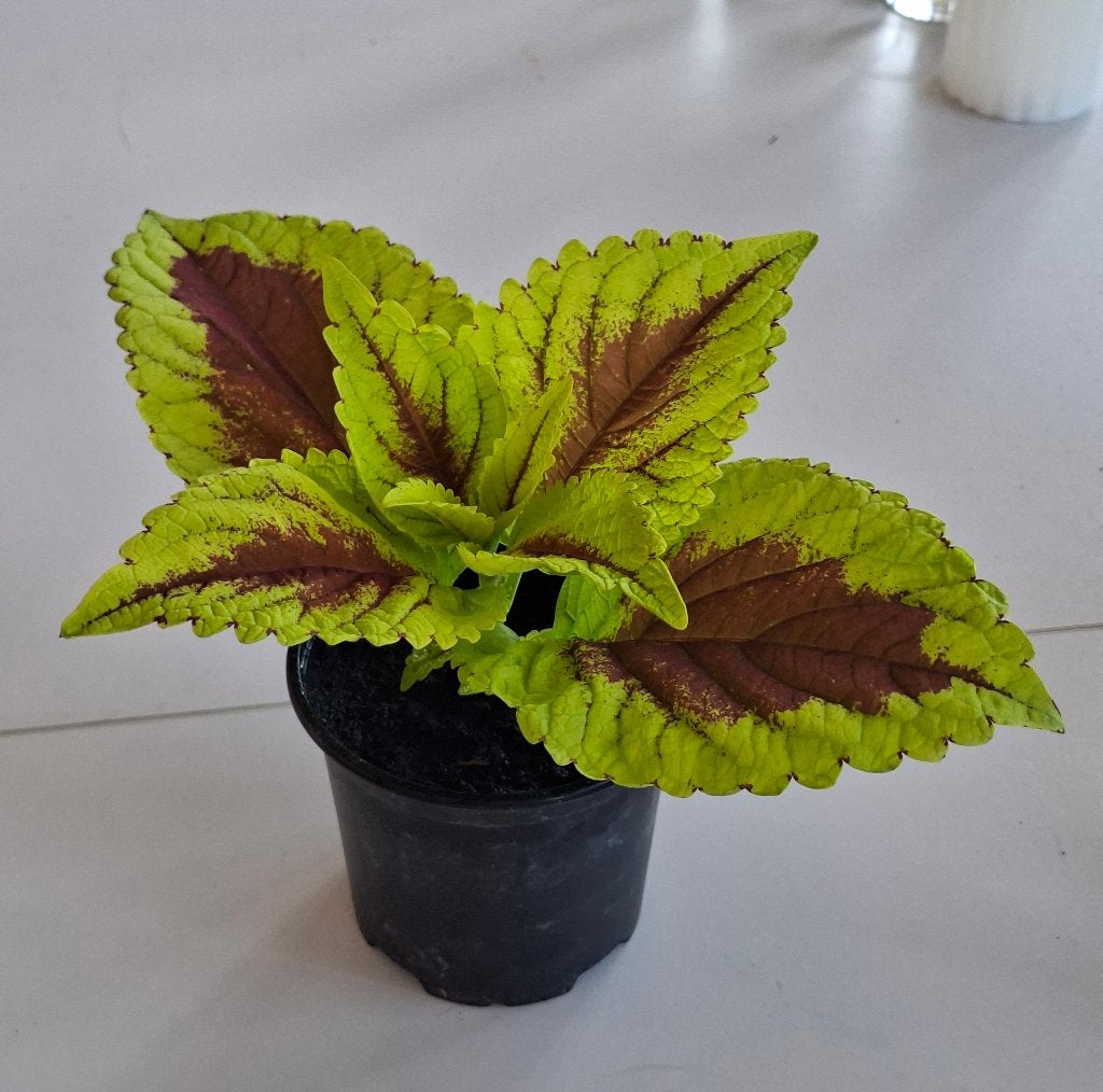 Coleus Kong Lime Sprite; en pot, Maison & Meubles, Plantes d'intérieur, Moins de 100 cm, Plante à fleurs, Plein soleil, En pot