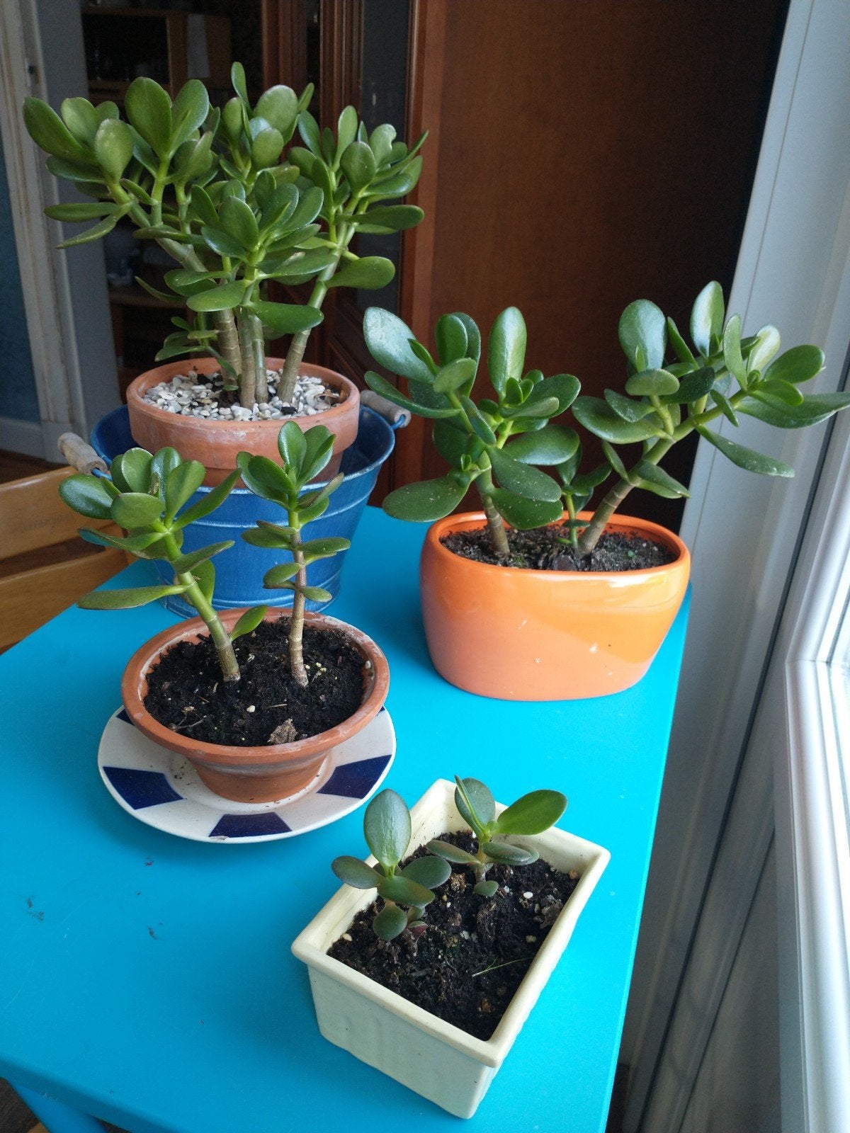 crassula plantjes diverse grootte, Ophalen, Vetplant, Halfschaduw
