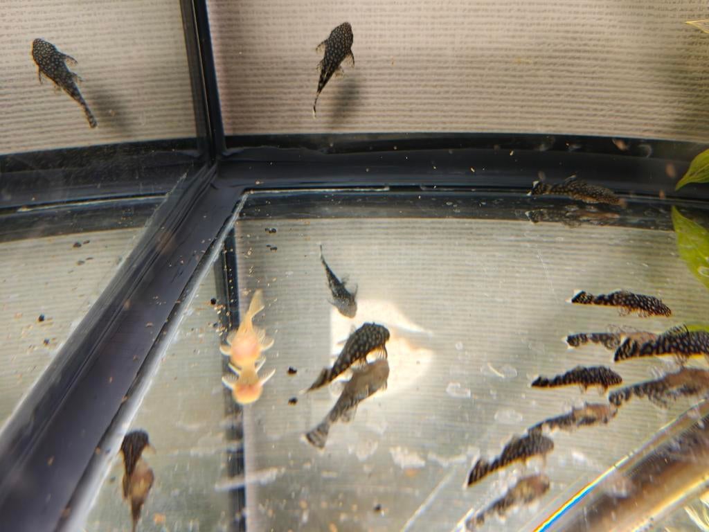 Baby ancistrus, Dieren en Toebehoren
