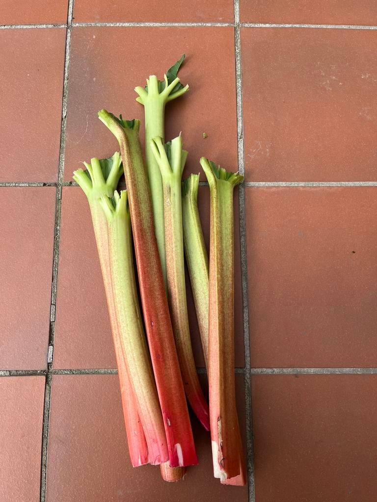 Rabarber, Tuin en Terras, Ophalen