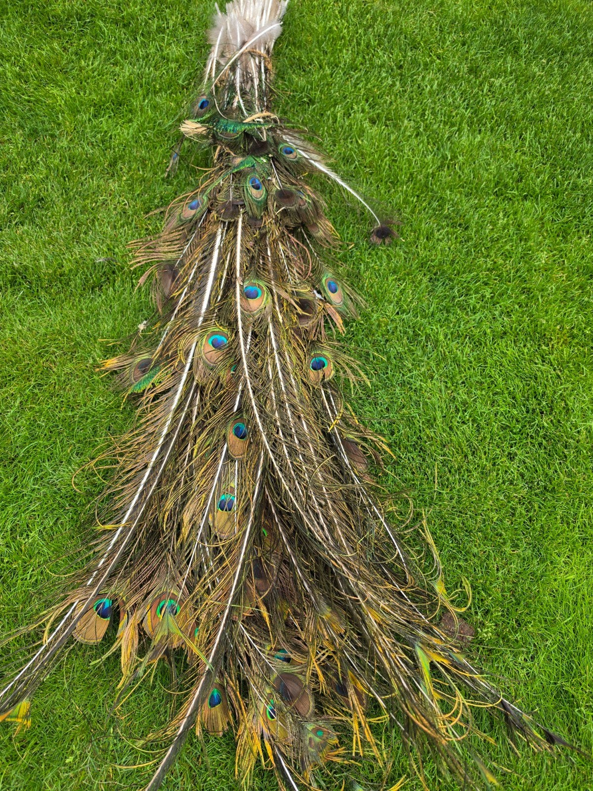 pauwen staart, Huis en Inrichting, Woonaccessoires | Droogbloemen, Ophalen