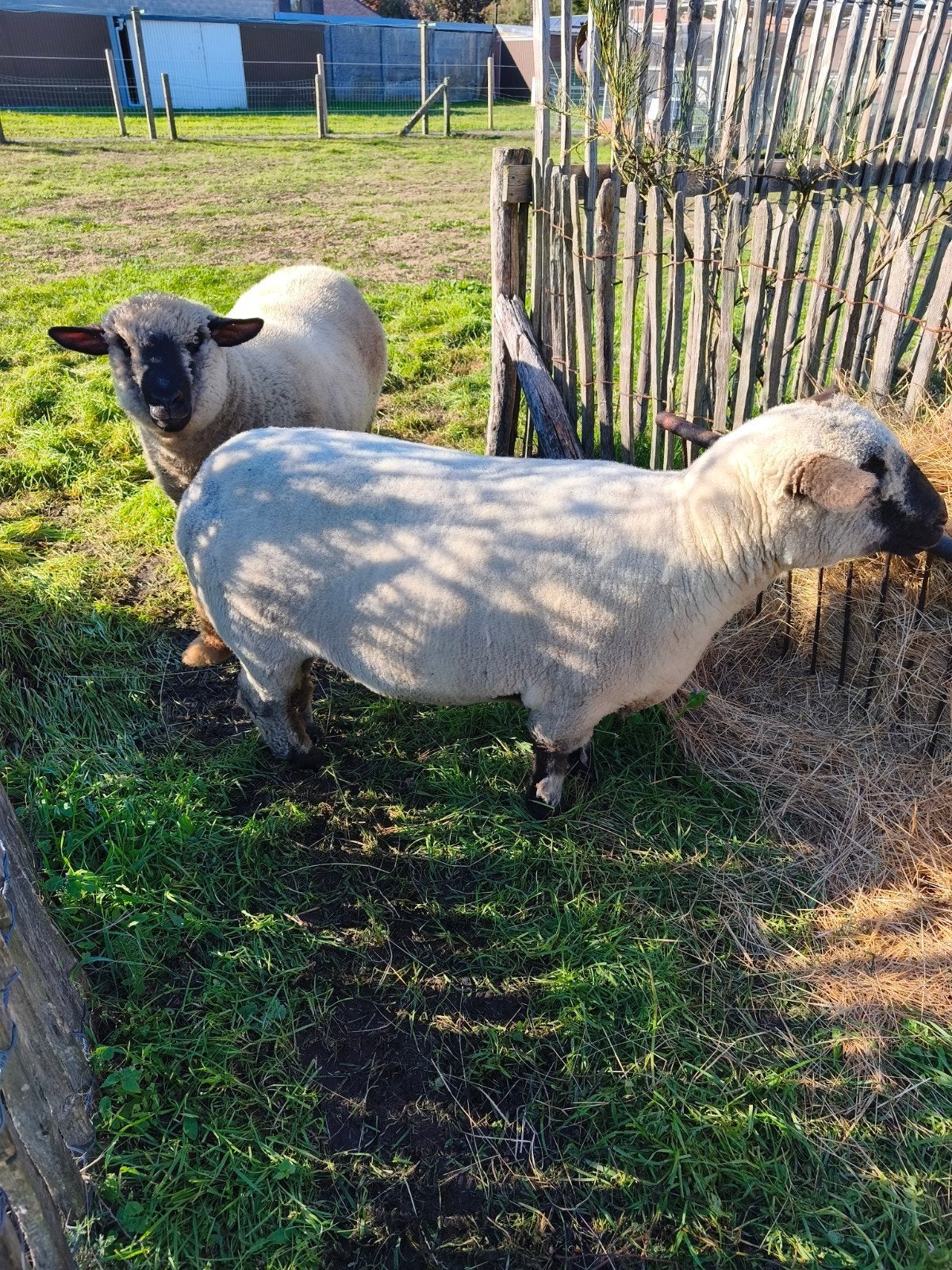 ooien te koop hampshire down, Animaux & Accessoires, Femelle, Mouton, 0 à 2 ans