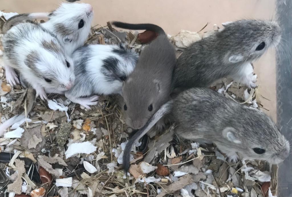 6 jonge gerbils pups, Mars, Domestique, Autres types, Plusieurs animaux