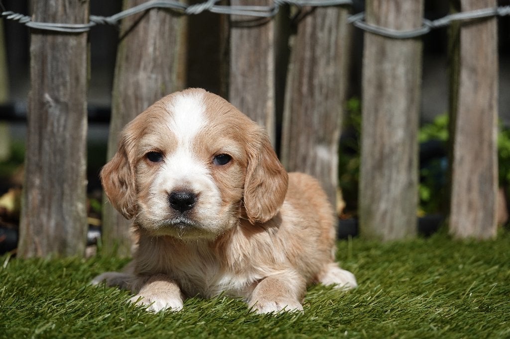 Magnifiques chiots Golden Cocker Retriever, Maladie de Carré (chiens), Autres races, Plusieurs, Belgique
