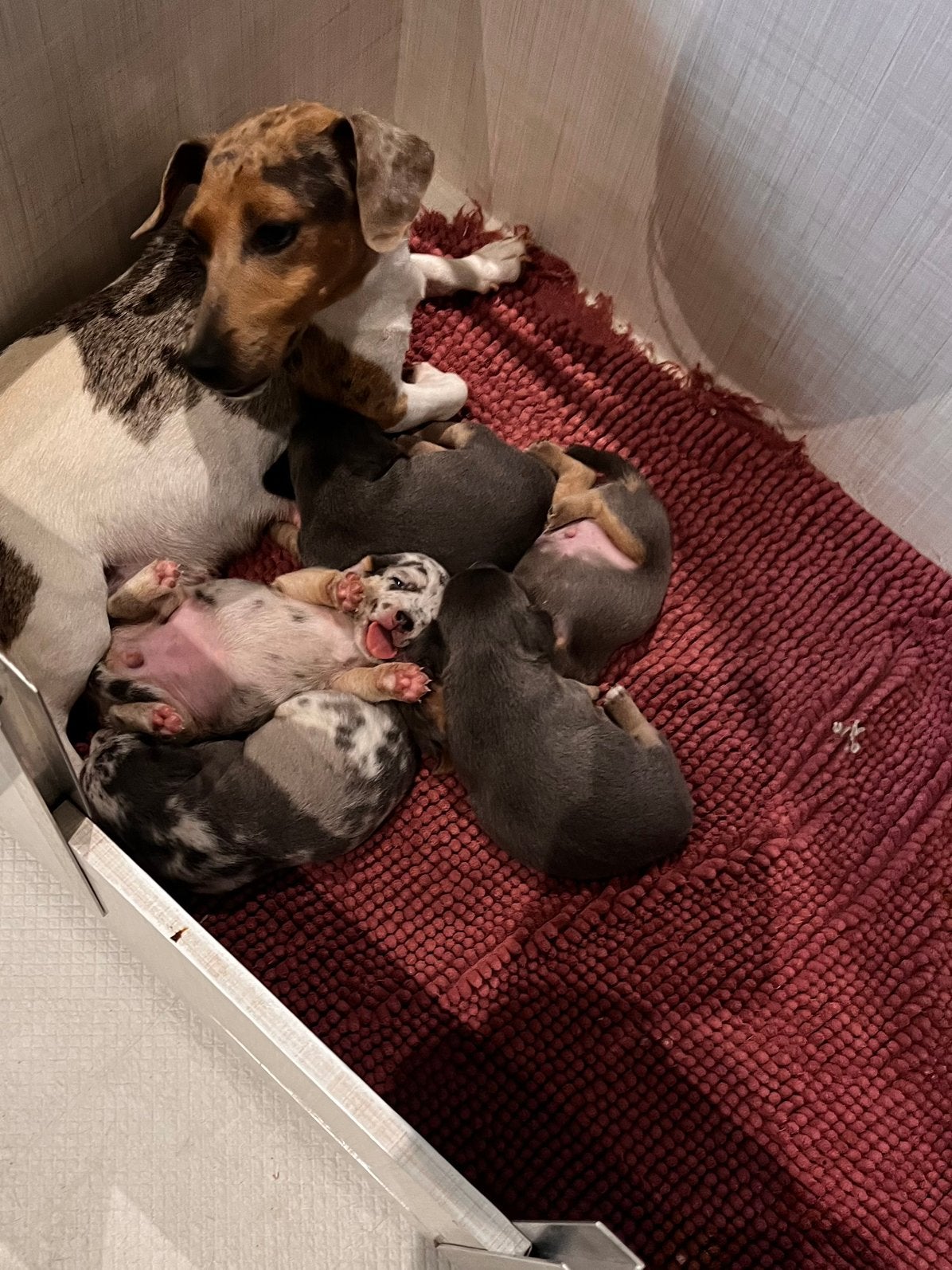 Jack russel puppys blue tan/merle, Dieren en Toebehoren, België, Fokker | Hobbymatig, Jack Russell Terriër, 8 tot 15 weken