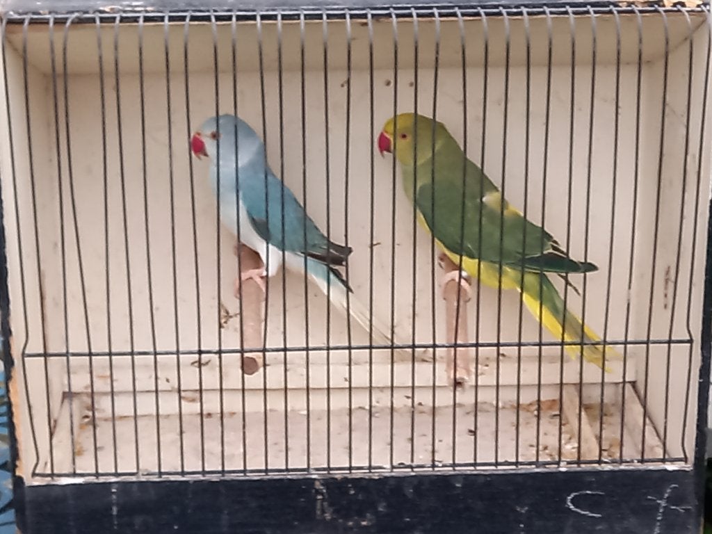 Halsband  parkieten