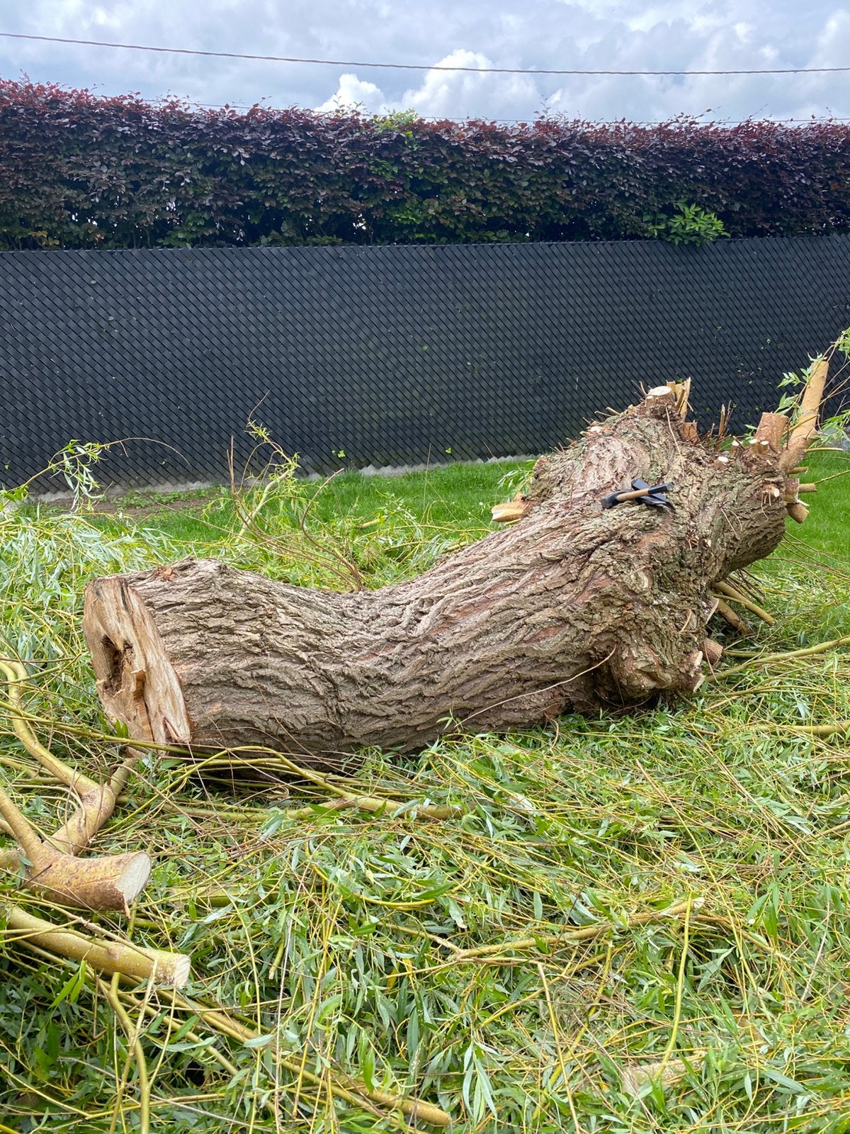 Brandhout van treurwilg gratis, Tuin en Terras, Brandhout, Ophalen