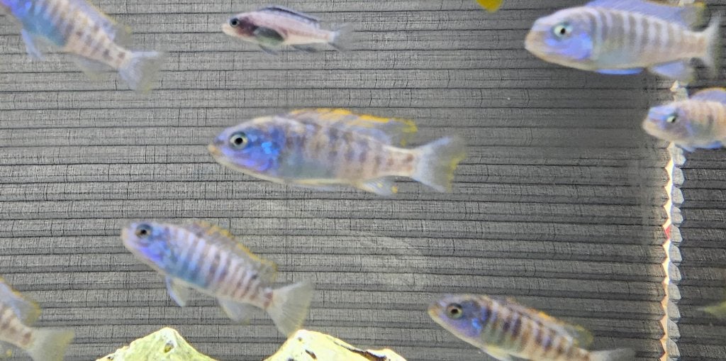 Labeotropheus trewavasae ob malawi cichliden, Dieren en Toebehoren, Vissen | Aquariumvissen, Zoetwatervis, Vis