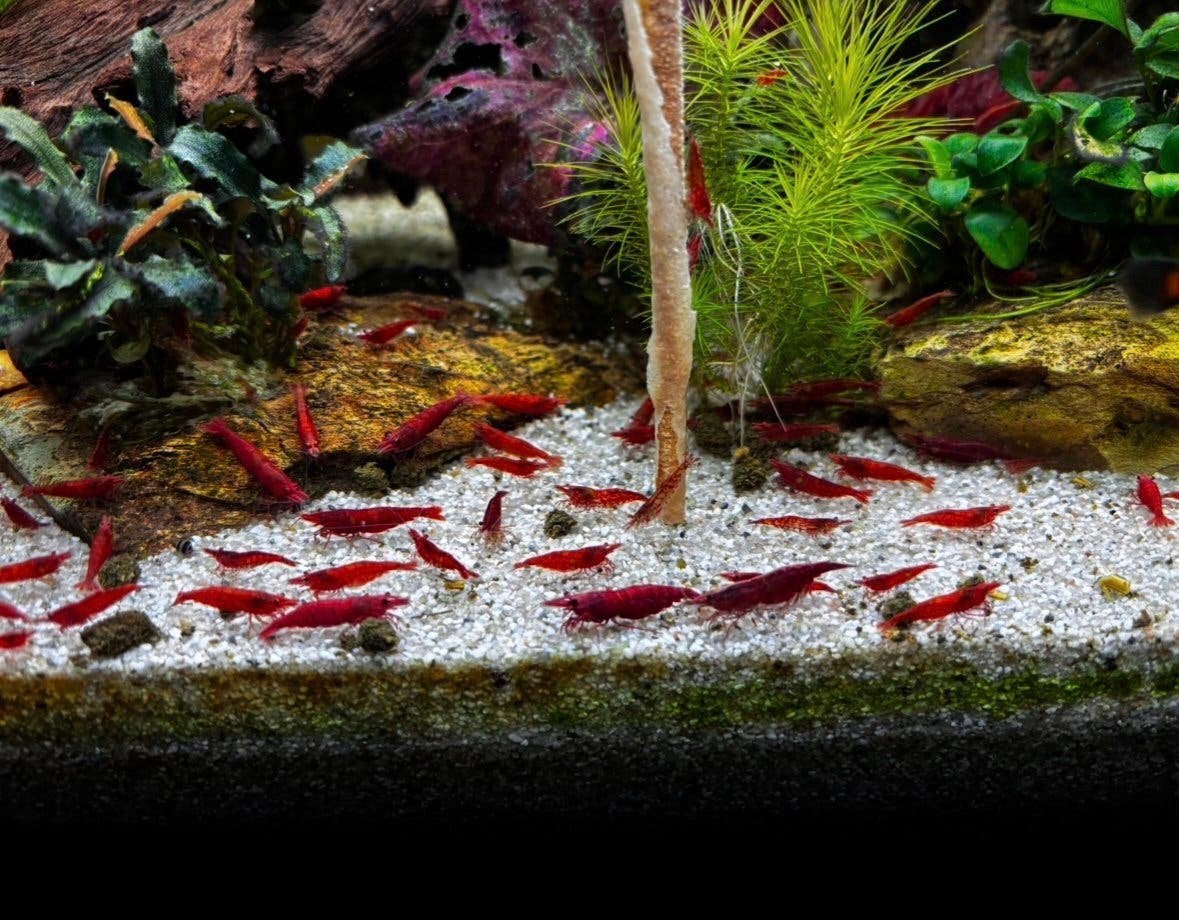 eigen kweek rode garnalen, Homard, Crabe ou Crevette, Poisson d'eau douce, Banc de poissons
