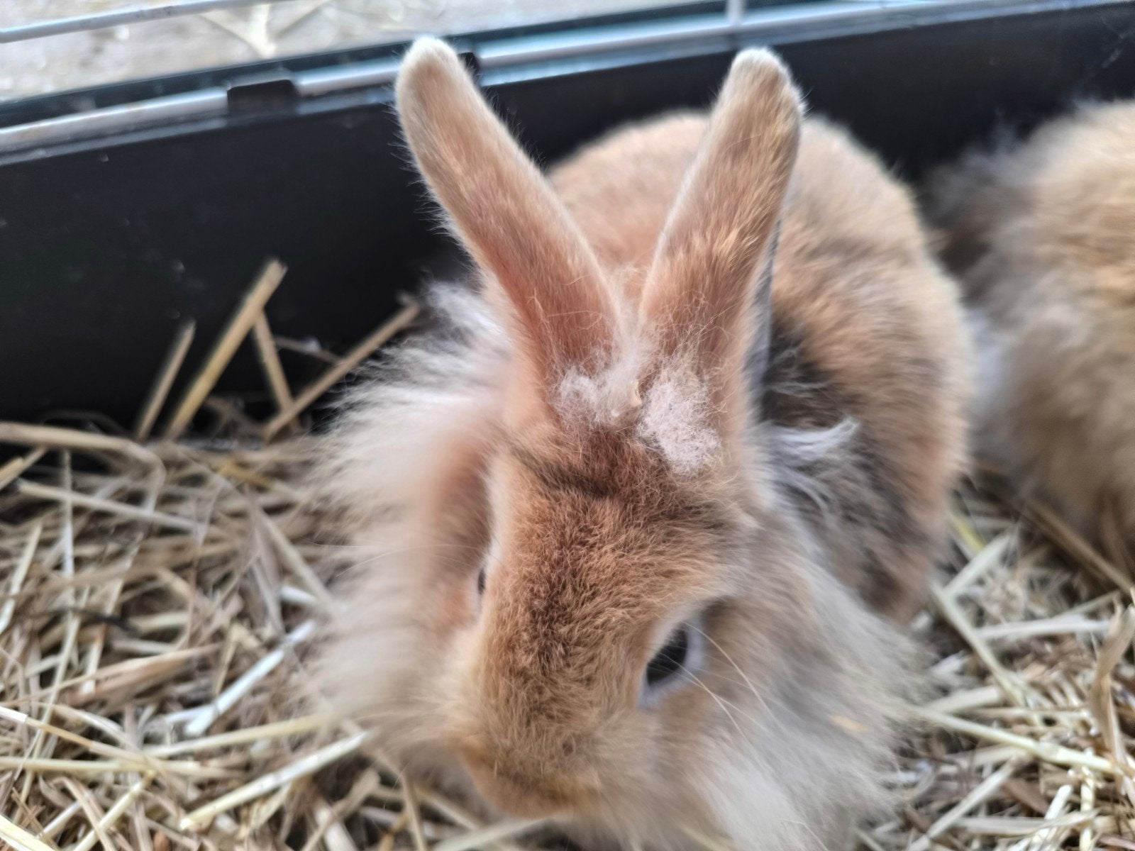 dwergkonijntjes, Animaux & Accessoires, Lapins, Plusieurs animaux, Petit, 0 à 2 ans